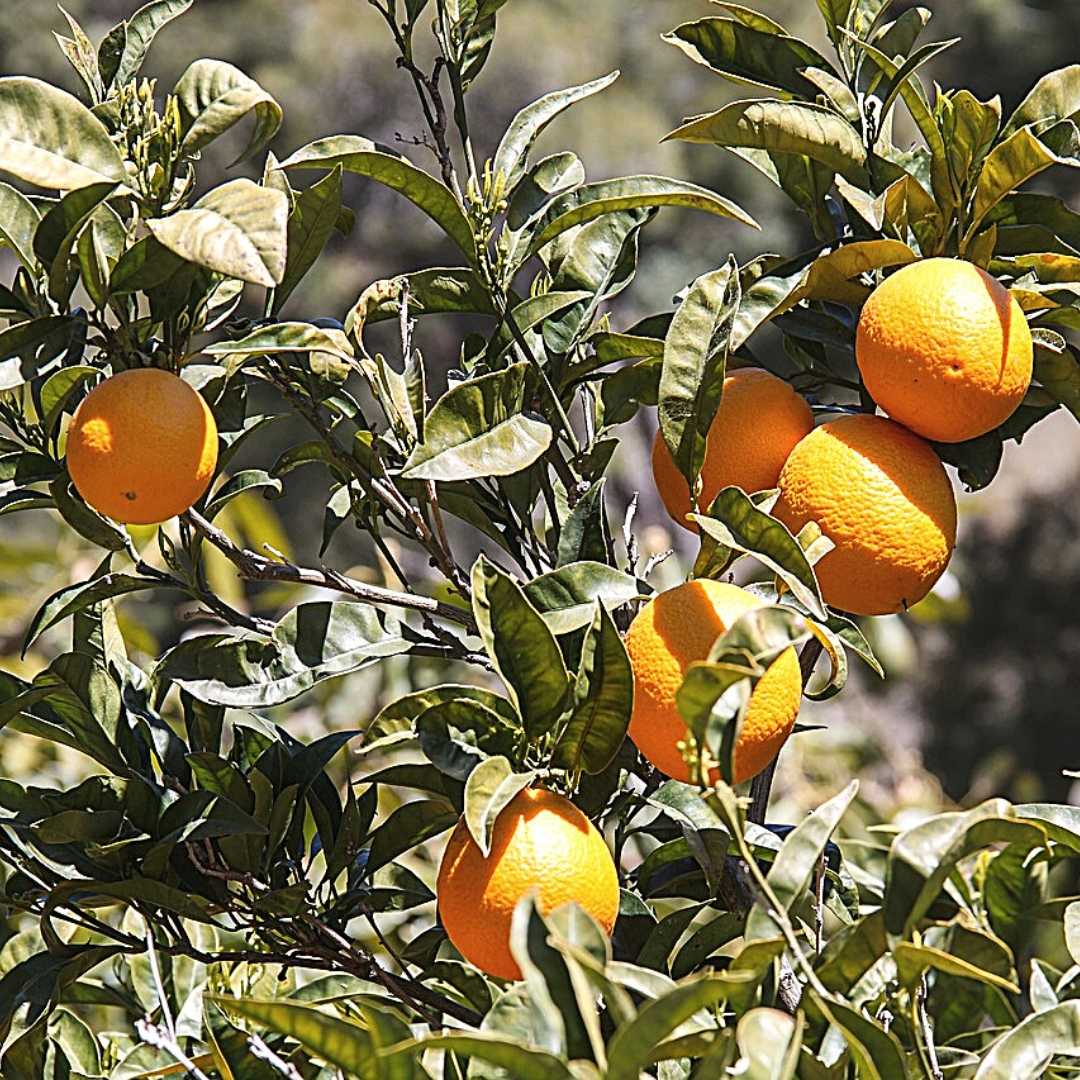 Natuur Spaanse Costa Del Sol